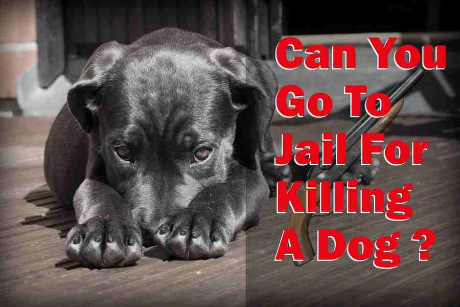 Can You Go To Jail For Killing A Dog American Judicial System